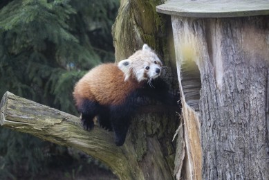 Red panda (female)