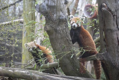Red pandas (female and male)