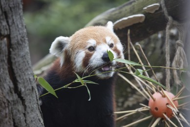 Red panda (male)