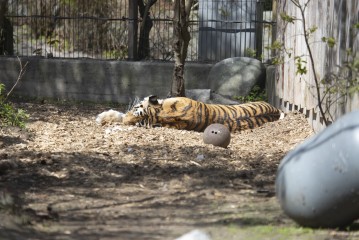 Amur tiger sleeping