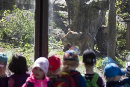 Kids watching the lions eat