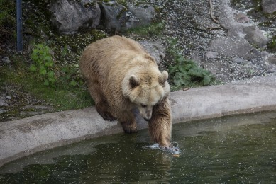 Brown bear eating apples from pond