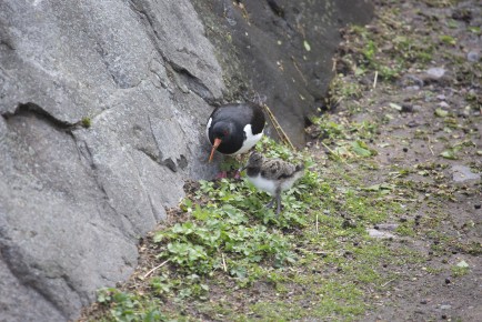 Eurasian oystercatcher and chick