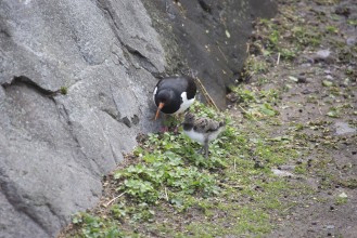 Eurasian oystercatcher and chick