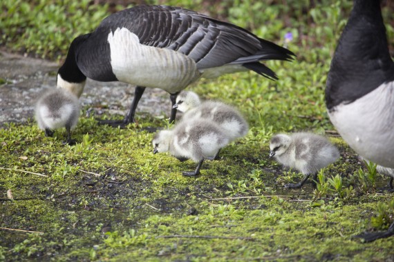 Barnacle geese and chicks