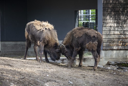 One-year-old European bison calves testing strenght with each other