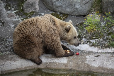 Brown bear eating apples from pond