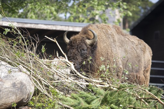 European bison (male)