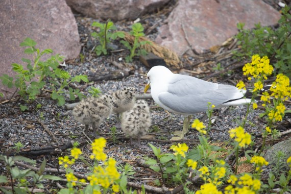 Common gull and chicks