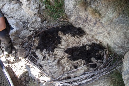 Nest for a bearded vulture chick
