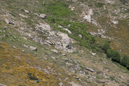 Artificial nest for the vultures in Corsica