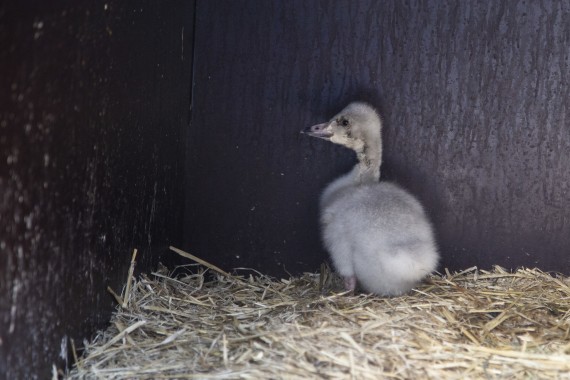 Young swan in Wildlife Hospital