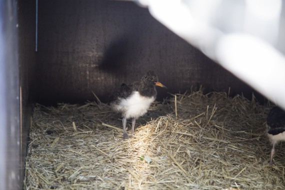 Young European Oystercatcher in Wildlife Hospital