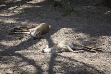 European forest reindeer fawns sleeping