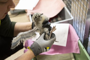 Checking Common gull chick's legs in Wildlife Hospital