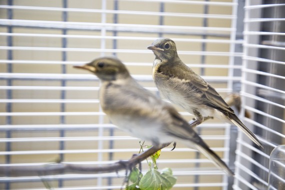 Young White wagtails in Wildlife Hospital