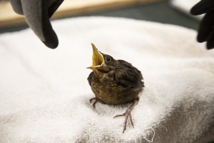 Young Common blackbird in WIldlife Hospital