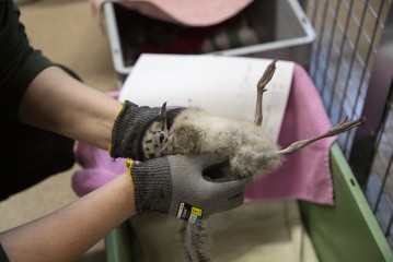 Checking Common gull chick's legs in Wildlife Hospital