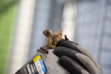 Brown long-eared bat that had been attacked by a cat in Wildlife Hospital