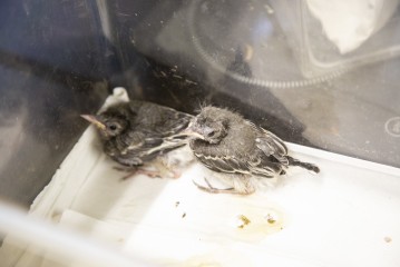 Young White wagtails in Wildlife Hospital