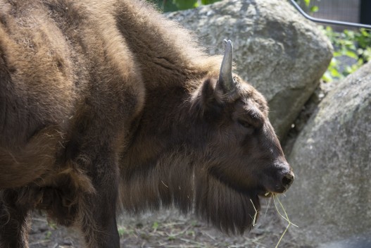 European bison (one-year-old male)