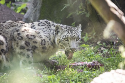 Snow leopard enjoying an icy meat block