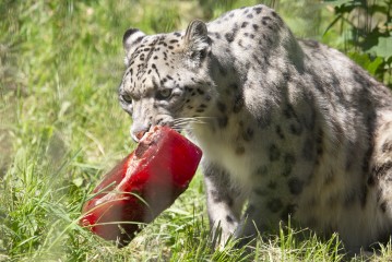Snow leopard enjoying an icy meat block
