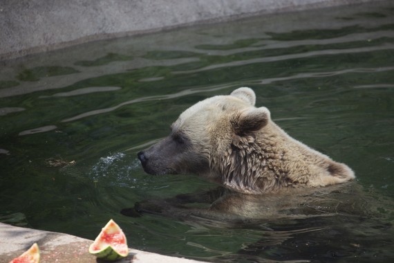 Brown bear swimming