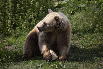 Brown bear enjoying an icy treat