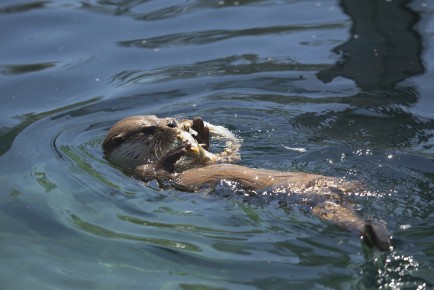 European otter (male) eating icy treats