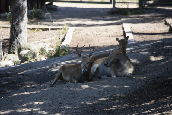 Pere David's deers resting in shadow