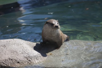 European otter (male)