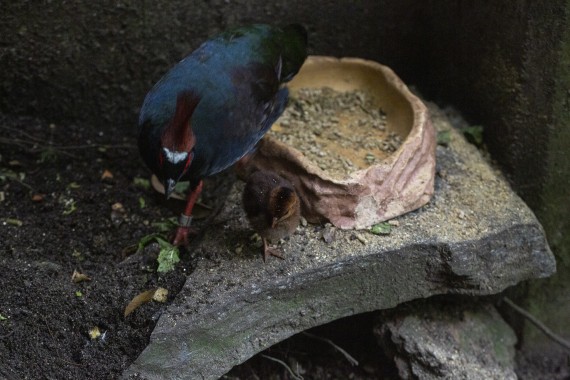 Crested partridge male and chick