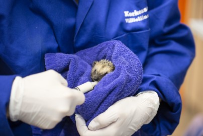 Feeding young hedgehod in the Wildlife Hospital