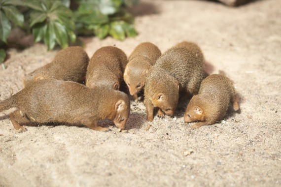 Dwarf mongoose eating maggots