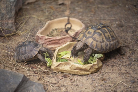 Mesopotamian tortoise and Eastern Hermann's tortoise eating