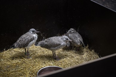 Common gulls in Wildlife Hospital