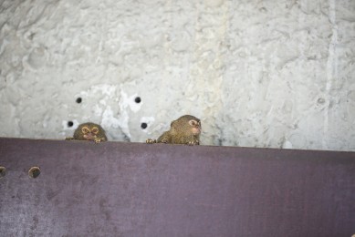 Pygmy marmosets hiding