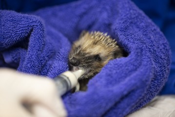 Feeding young hedgehod in the Wildlife Hospital