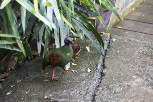 Crested partridge (female) with chick