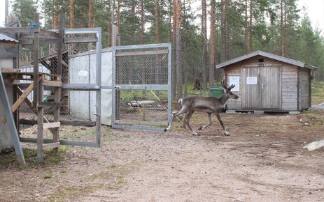 Young European forest reindeer male leaving the enclosure in Lauhanvuori