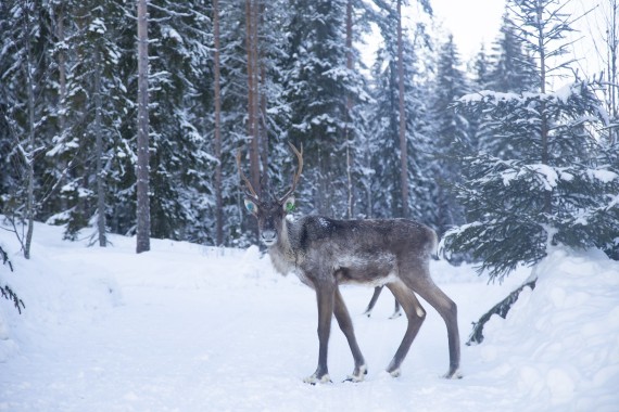 European forest reindeer in the wild in Seitseminen
