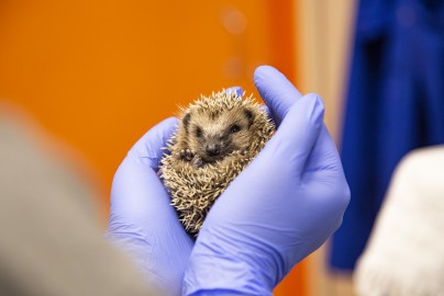 Young hedgehog is gaining weight at the wildlife hospital