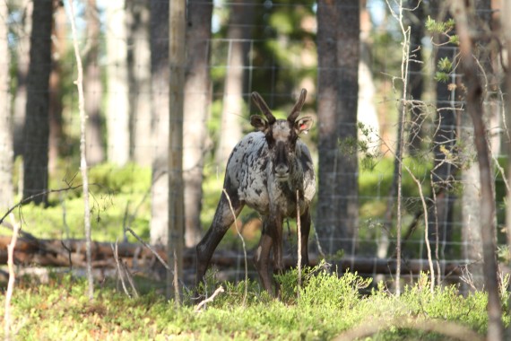 The young European forest reindeer that visited Helsinki, now living in Lauhanvuori
