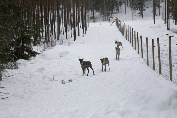 European forest reindeer in Seitseminen
