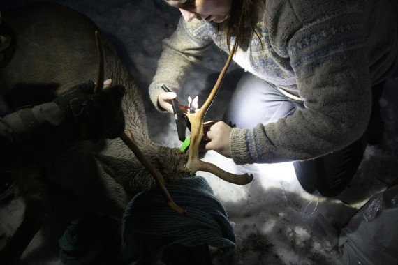 Attaching an ear tag for European forest reindeer in Seitseminen
