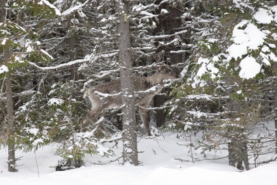 European forest reindeer in the wild in Seitseminen