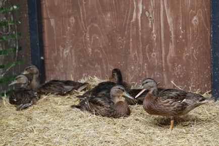 Group of young mallards is soon ready to leave the animal hospital