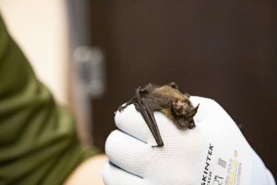 Northern bat recovering of abscesse