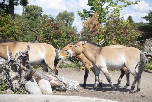 Przewalski's wild horses
